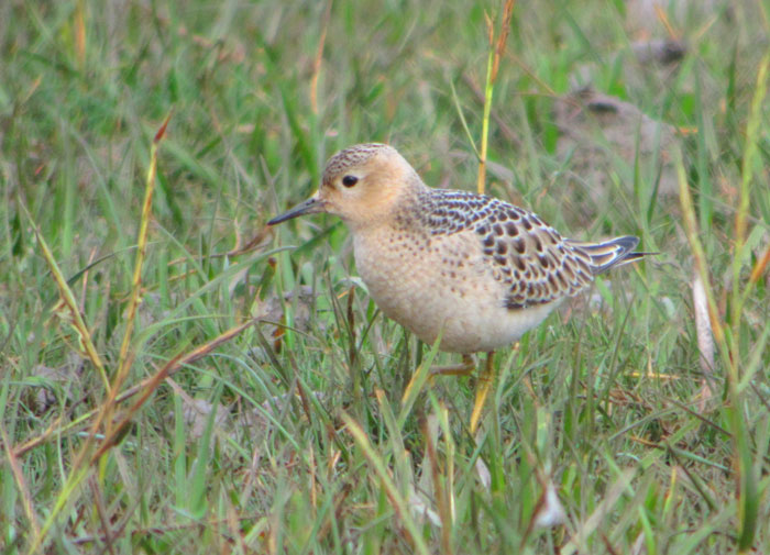 Buff-breasted Sandpiper