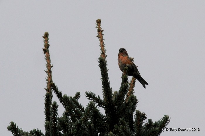 Two-barred Crossbill