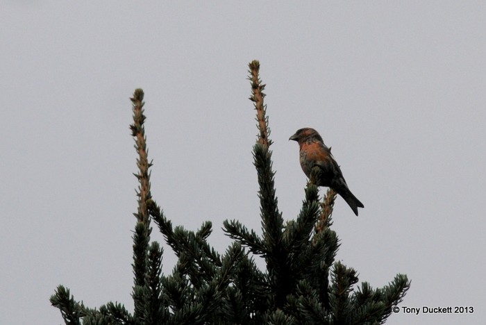Two-barred Crossbill