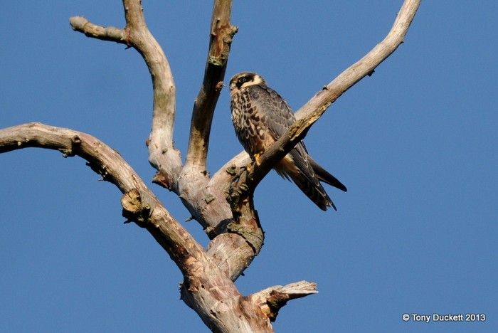 Hobby