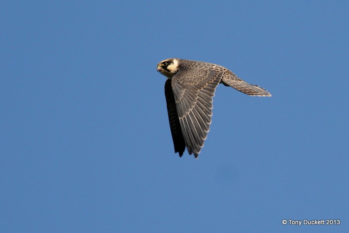 Hobby