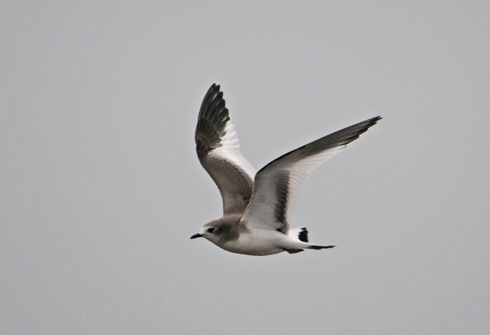 Sabine's Gull