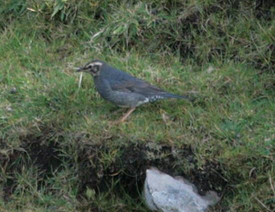 Siberian Thrush