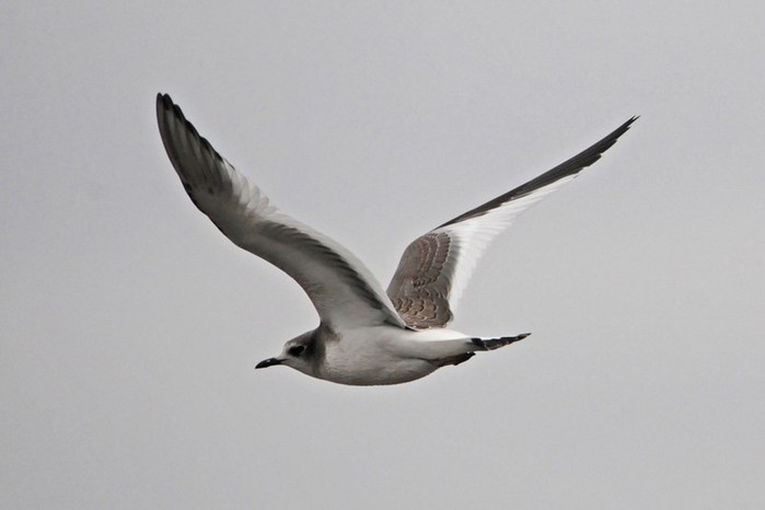 Sabine's Gull