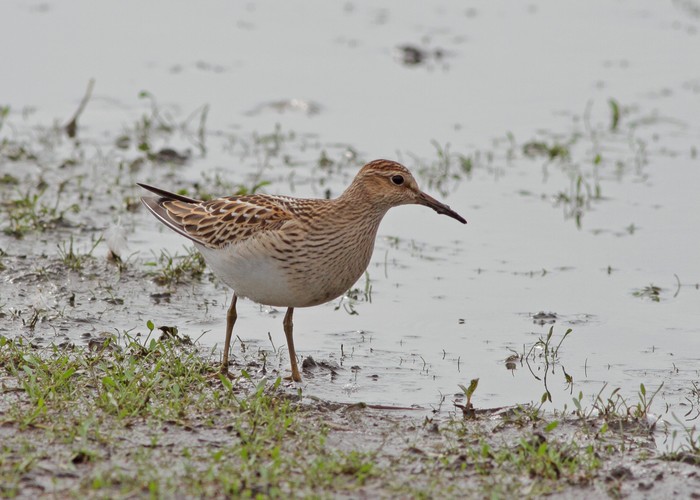 Pectoral Sandpiper