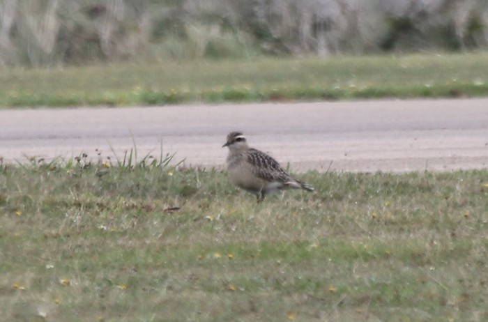 Dotterel