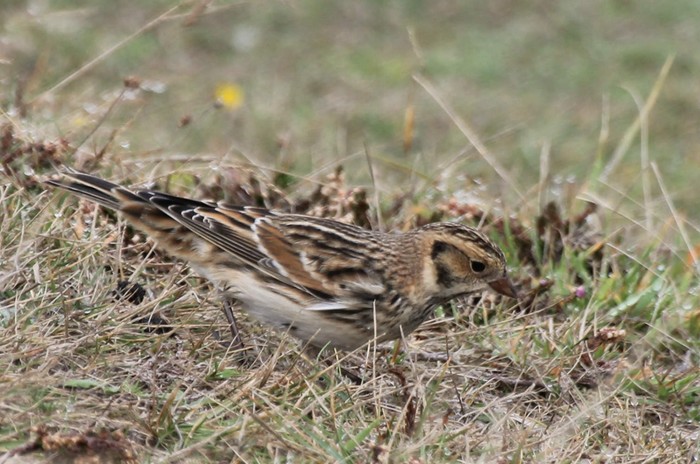 Lapland Bunting