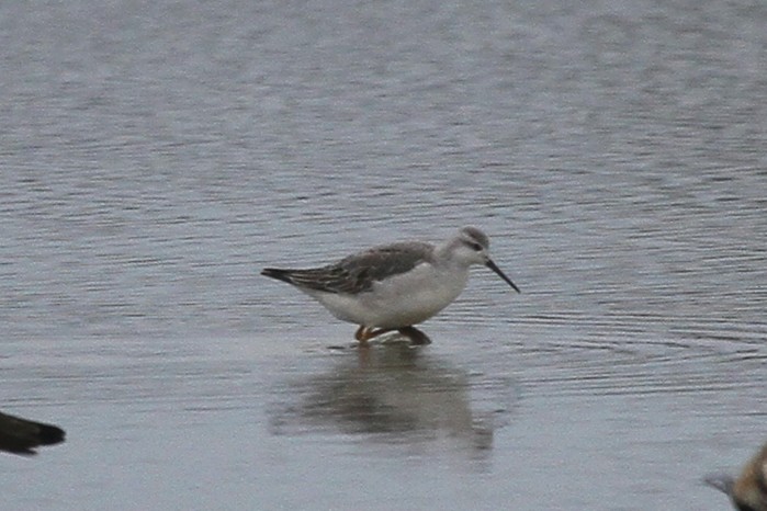 Wilson's Phalarope