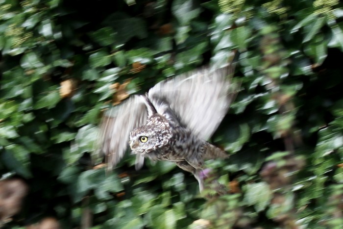 Little Owl