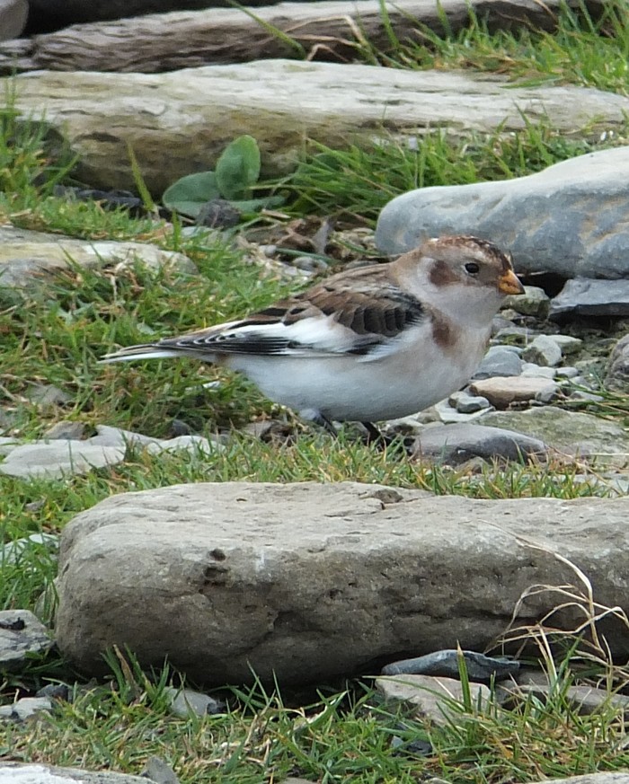 Snow Bunting