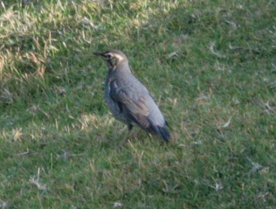 Siberian Thrush