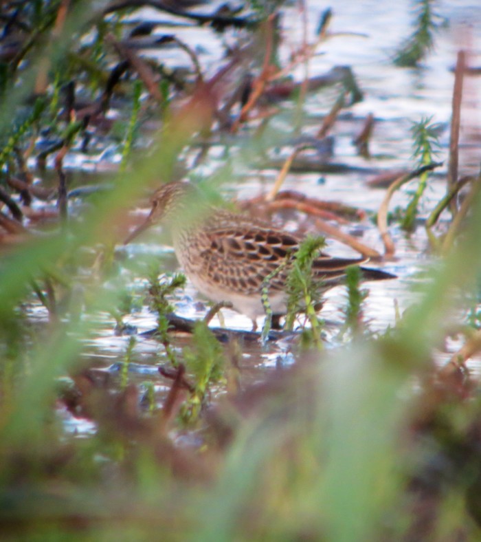 Pectoral Sandpiper