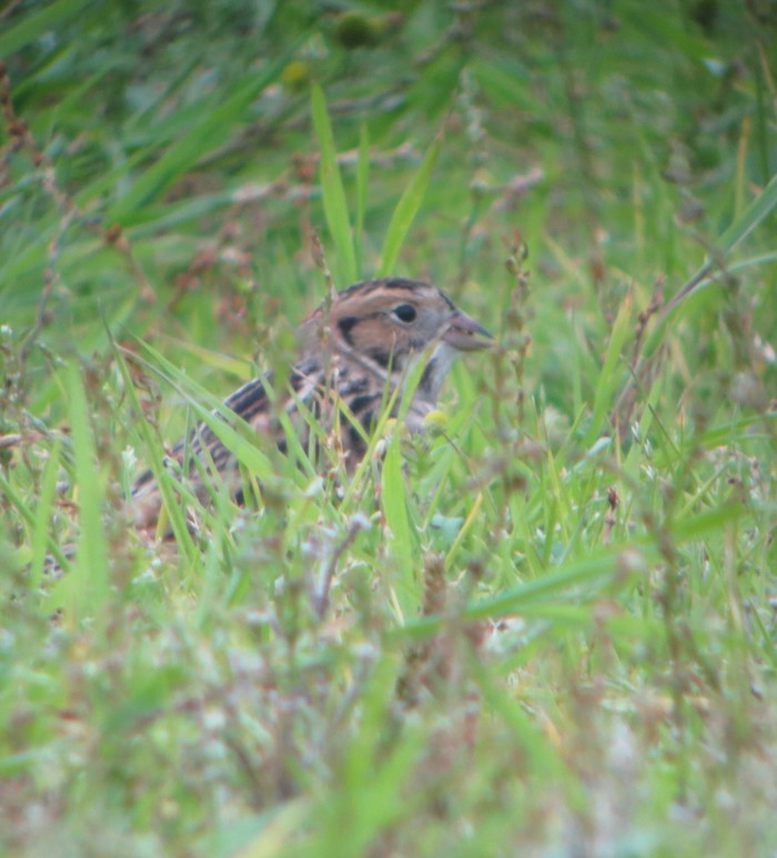 Lapland Bunting