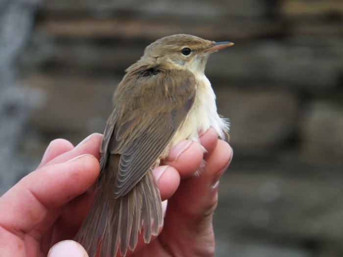 Marsh Warbler