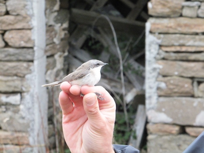 Lesser Whitethroat