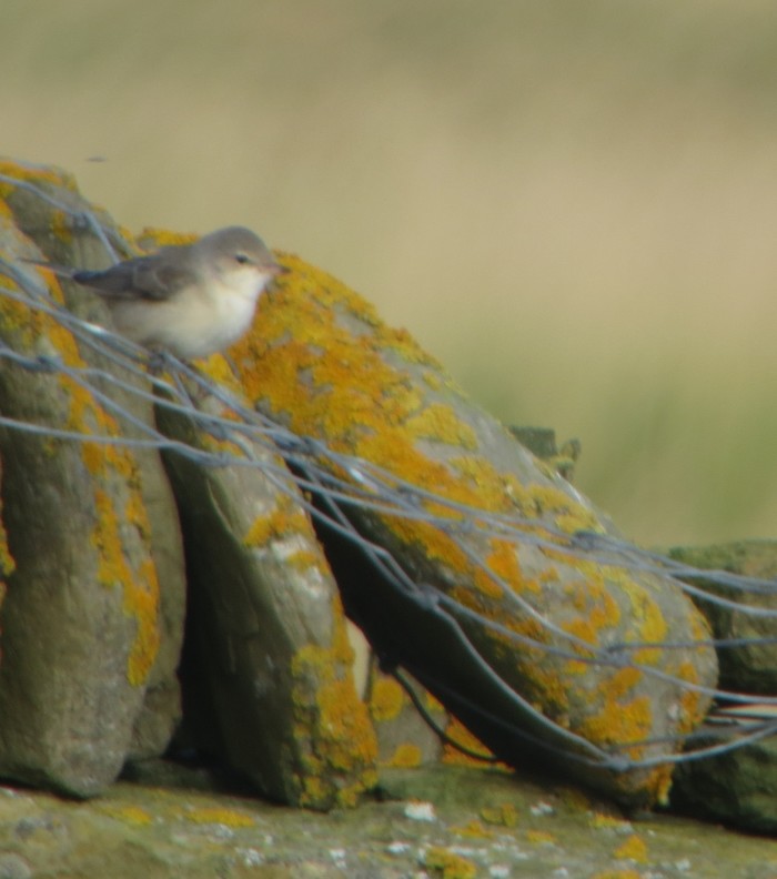 Barred Warbler
