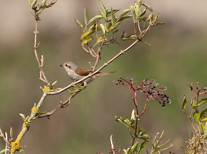 Red-backed Shrike