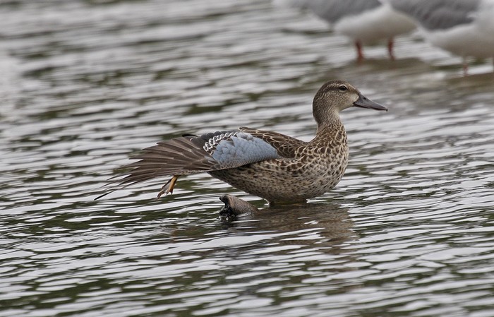 Blue-winged Teal