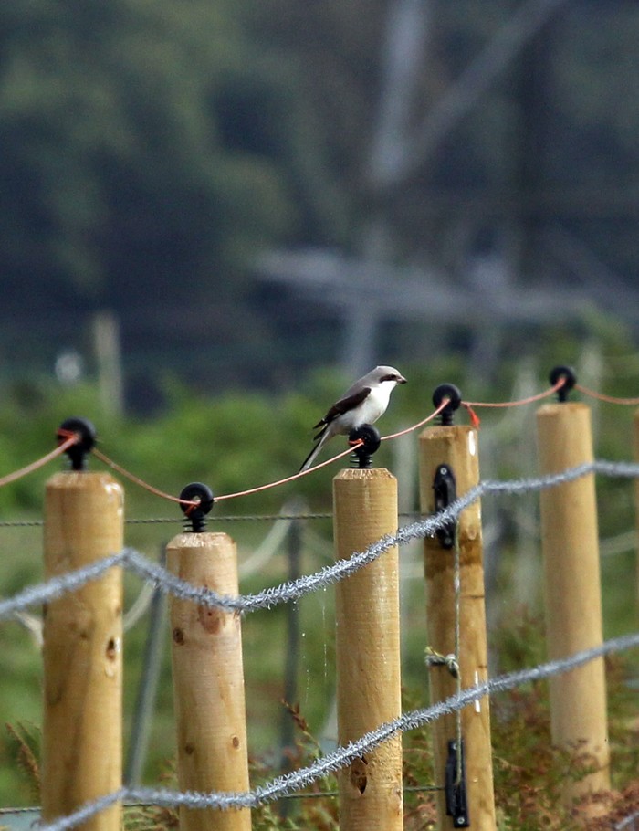Lesser Grey Shrike
