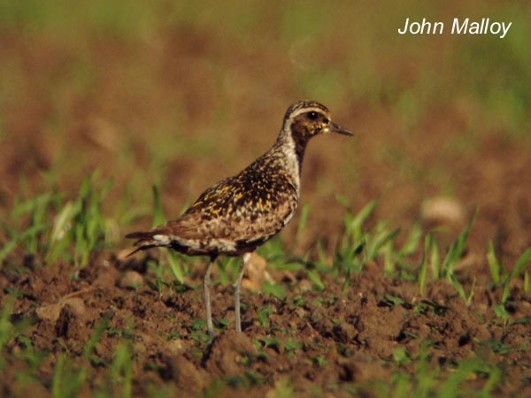 Pacific Golden Plover