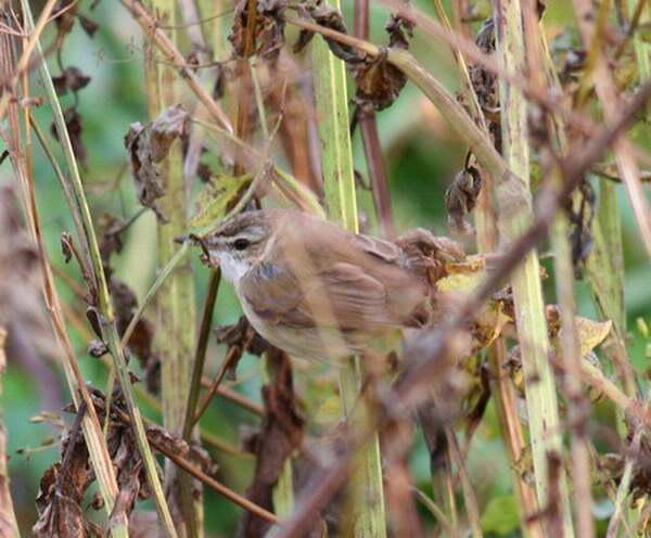 Paddyfield Warbler