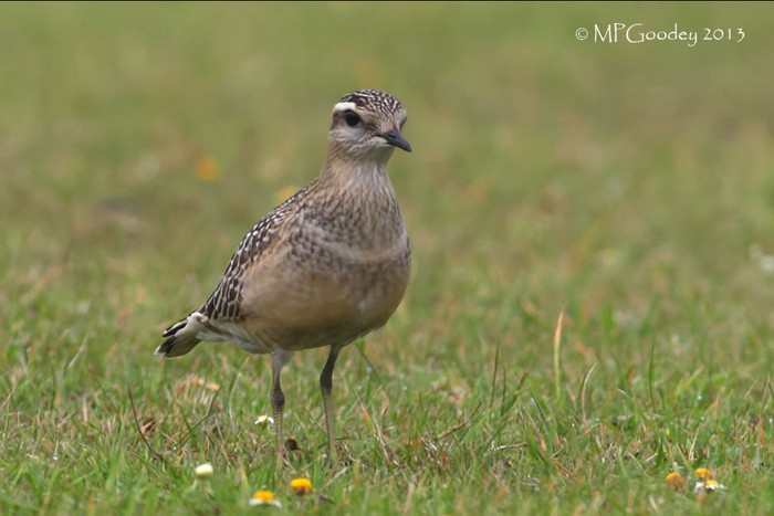 Dotterel