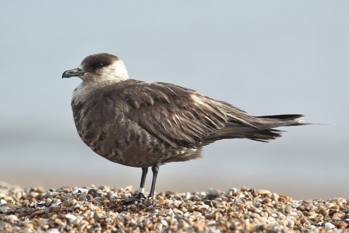 Arctic Skua
