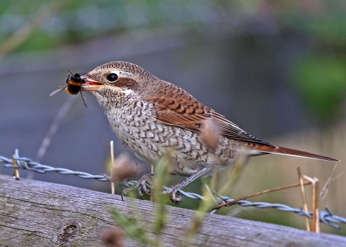 Red-backed Shrike