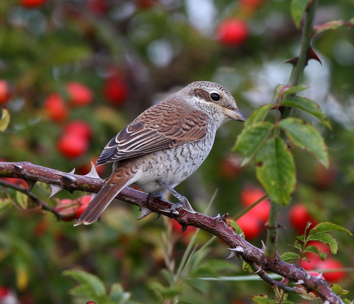 Red-backed Shrike