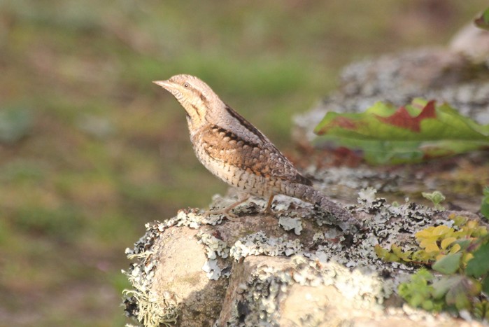 Wryneck