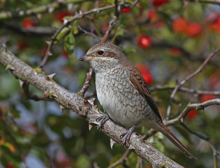 Red-backed Shrike