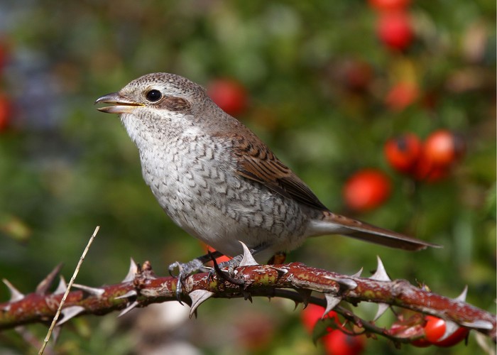 Red-backed Shrike