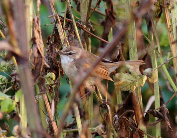 Paddyfield Warbler