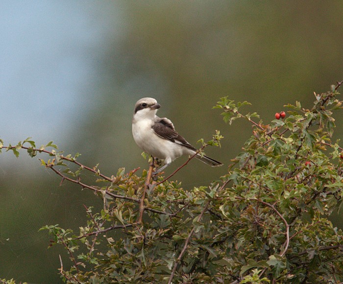 Lesser Grey Shrike