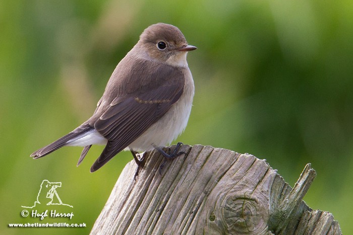 Red-breasted Flycatcher