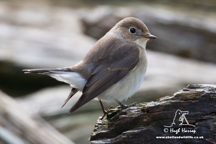 Red-breasted Flycatcher