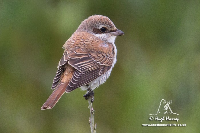 Red-backed Shrike