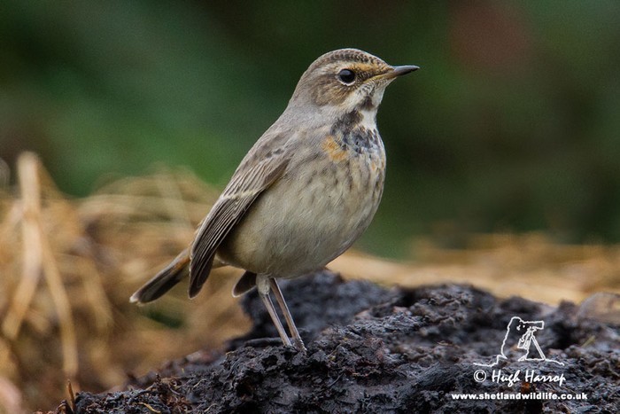 Bluethroat