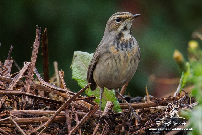 Bluethroat