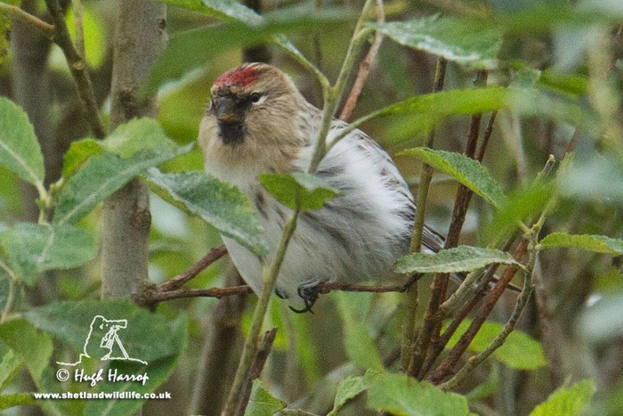 Hornemann's Arctic Redpoll