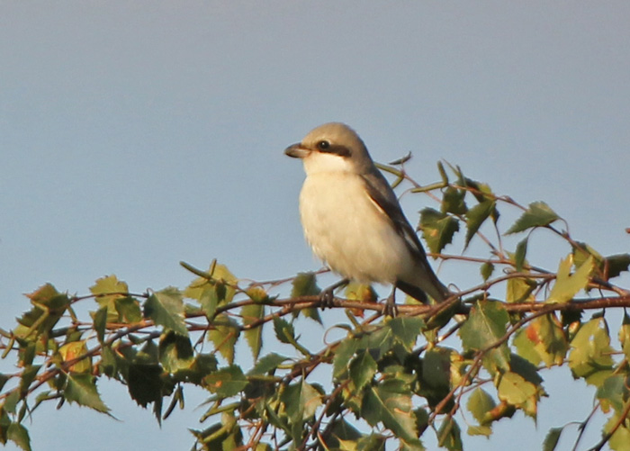 Lesser Grey Shrike