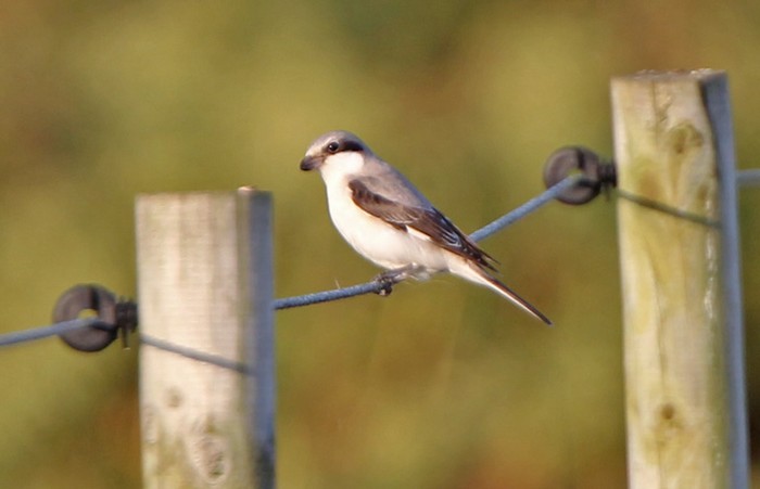 Lesser Grey Shrike
