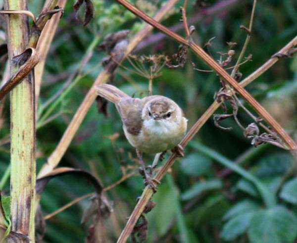 Paddyfield Warbler