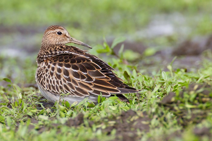 Pectoral Sandpiper