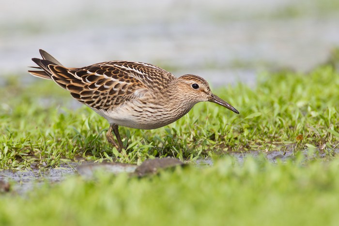 Pectoral Sandpiper