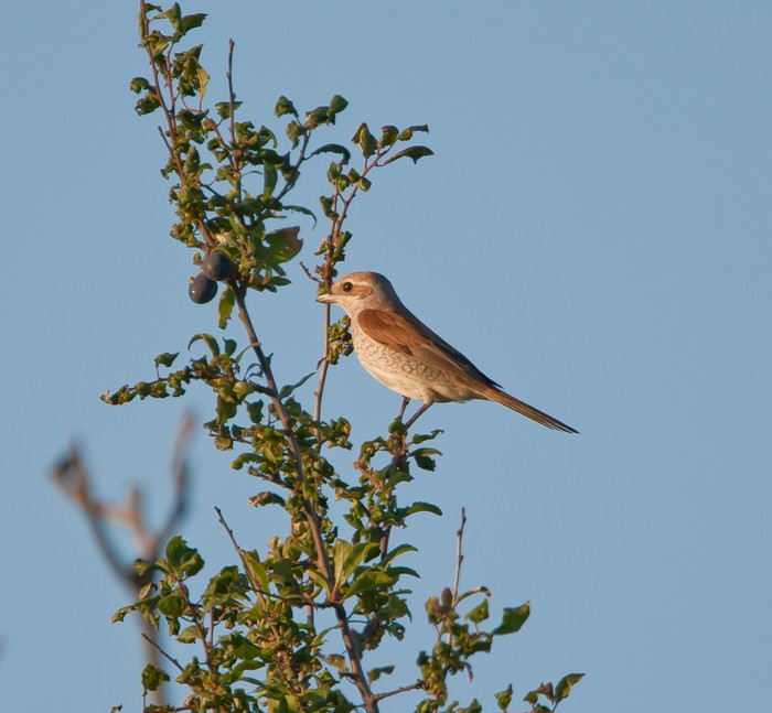 Red-backed Shrike