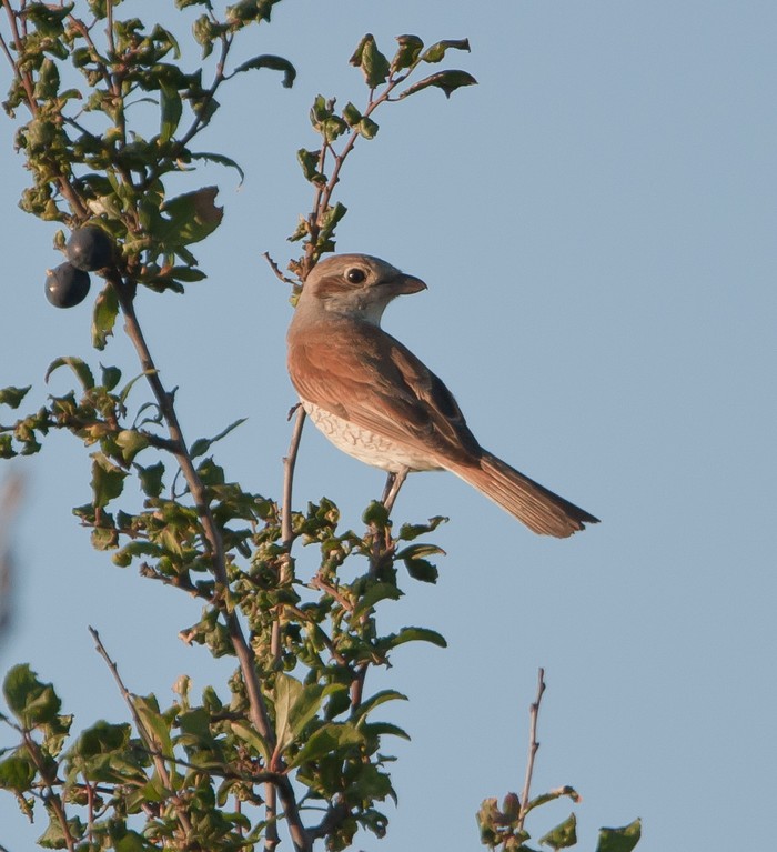 Red-backed Shrike
