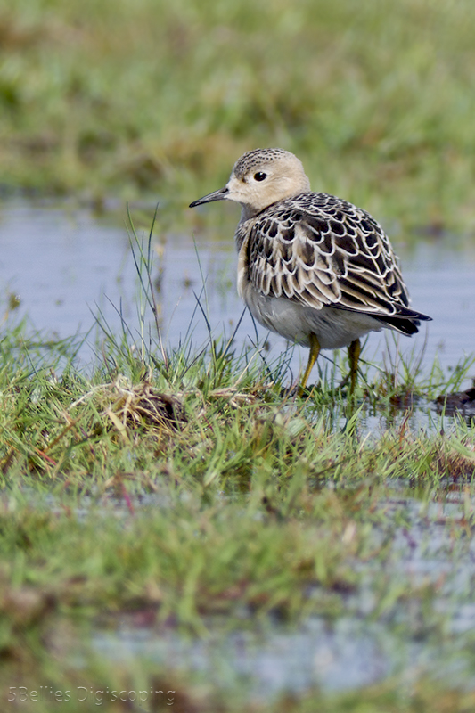 Buff-breasted Sandpiper