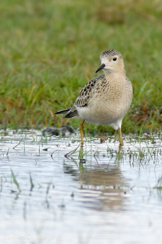 Buff-breasted Sandpiper