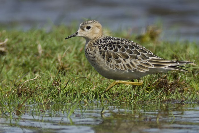 Buff-breasted Sandpiper